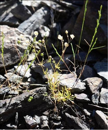 Spergula_morrisonii_SP