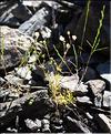 Spergula_morrisonii_SP