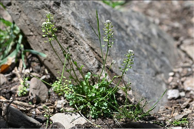Teesdalia_coronopifolia1_JML