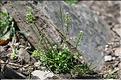 Teesdalia_coronopifolia1_JML
