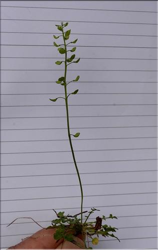 Teesdalia_coronopifolia2_SP