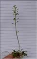 Teesdalia_coronopifolia2_SP