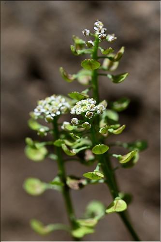 Teesdalia_coronopifolia3_JML
