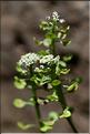Teesdalia_coronopifolia3_JML
