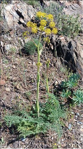 Thapsia_vilosa_LP