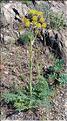 Thapsia_vilosa_LP