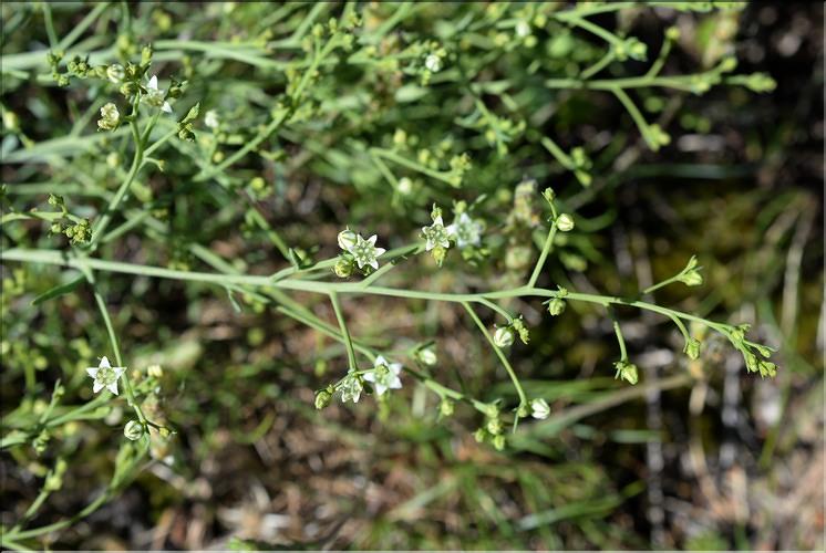 Thesium_humifusum_divaricatum2_SP