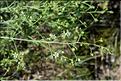 Thesium_humifusum_divaricatum2_SP