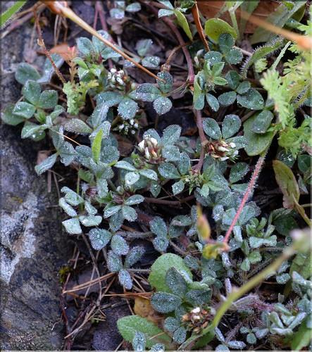 Trifolium_scabrum_SP