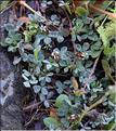Trifolium_scabrum_SP
