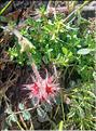 Trifolium_stellatum_LP