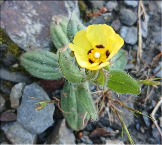 Tuberaria_gutata1_LP