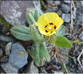 Tuberaria_gutata1_LP