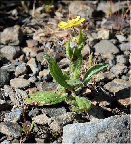 Tuberaria_guttata1_SP