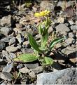 Tuberaria_guttata1_SP