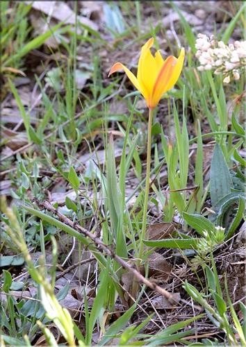 Tulipa_sylvestris_SP