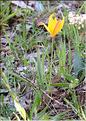 Tulipa_sylvestris_SP