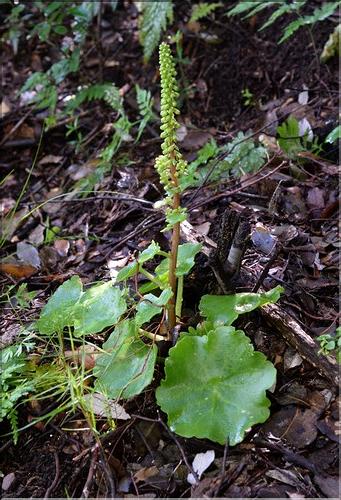 Umbilicus_rupestris_SP