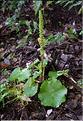 Umbilicus_rupestris_SP