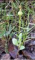 Urospermum_picroides_SP