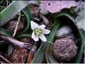 allium_chamaemoly2