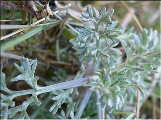 artemisa_caerulescens_gallica