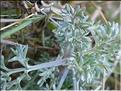 artemisa_caerulescens_gallica