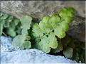 asplenium_petrarchae