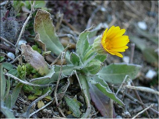 calendula_arvensis