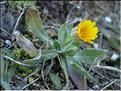calendula_arvensis