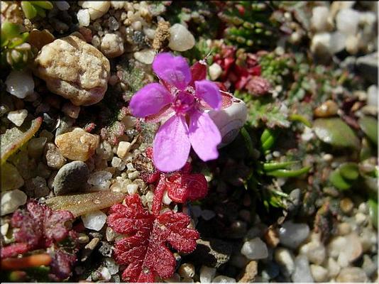 erodium_cicutarium