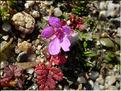 erodium_cicutarium
