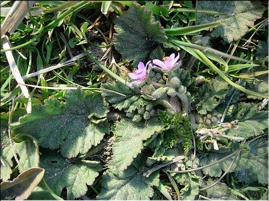erodium_malacoides