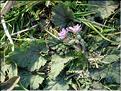 erodium_malacoides