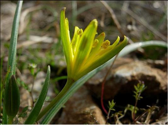 gagea_pratensis