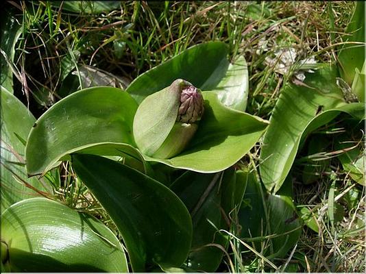 himantoglossum_robertianum