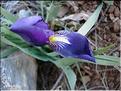 iris_lutescens