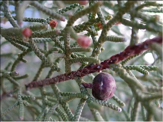 juniperus_phoenicea