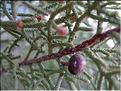 juniperus_phoenicea