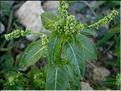 mercurialis_annua_huetii