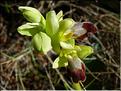 ophrys_lupercalis1