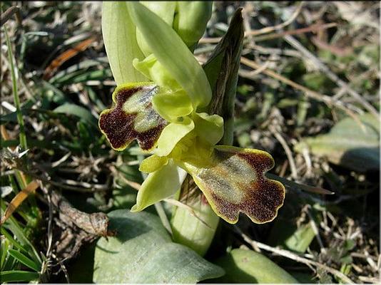 ophrys_lupercalis2