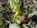 ophrys_lupercalis2