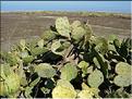 opuntia_stricta