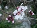prunus_dulcis