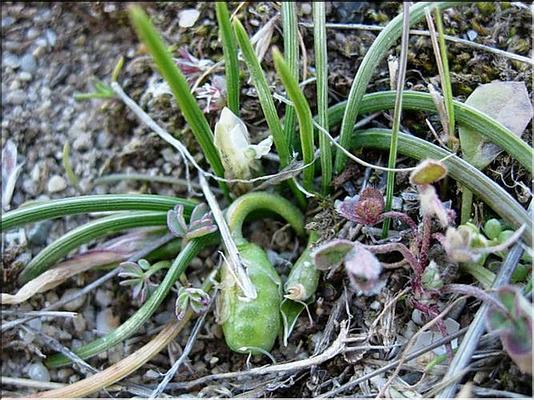 romulea_columnae