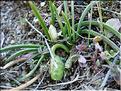romulea_columnae
