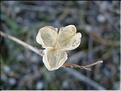 romulea_ramiflora