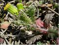 senecio_lividus