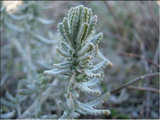 teucrium_dunense
